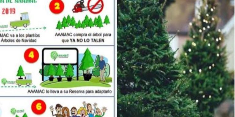 “No tales, mejor renta”, promueven adopción de arboles de Navidad