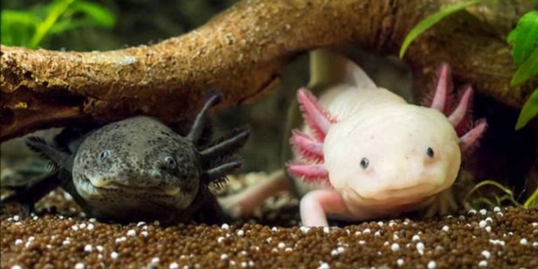 UNAM: 53% de los anfibios mexicanos en peligro de extinción