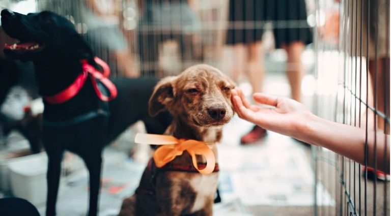 México libre de rabia a humanos por mascotas
