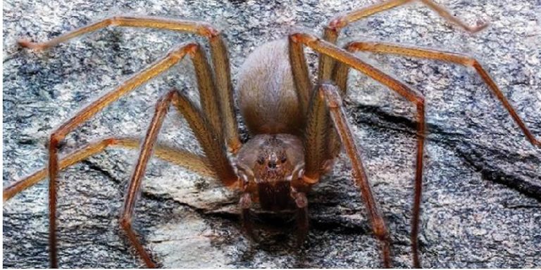 Araña violinista mexicana
