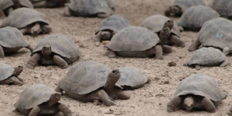 Cambio climático podría afectar reproducción de tortugas