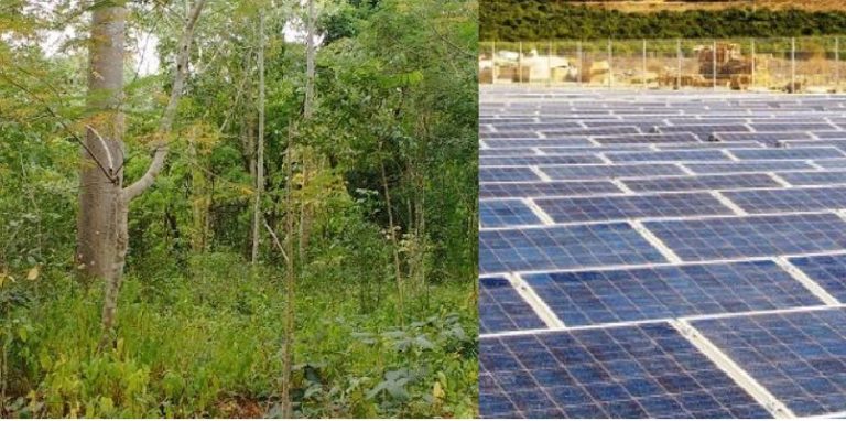 Yucatán, selva presta mas servicios que fotovoltaica