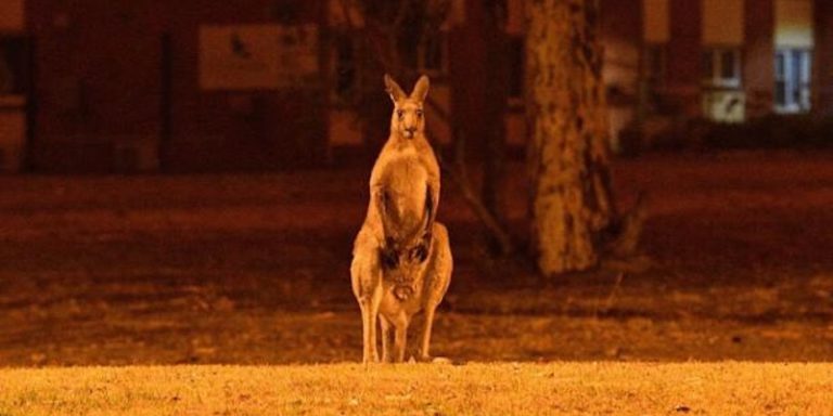 Equiparan estragos por incendios en Australia con holocausto nuclear