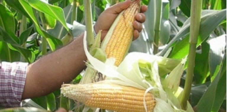 MasAgro, avances del campo mexicano