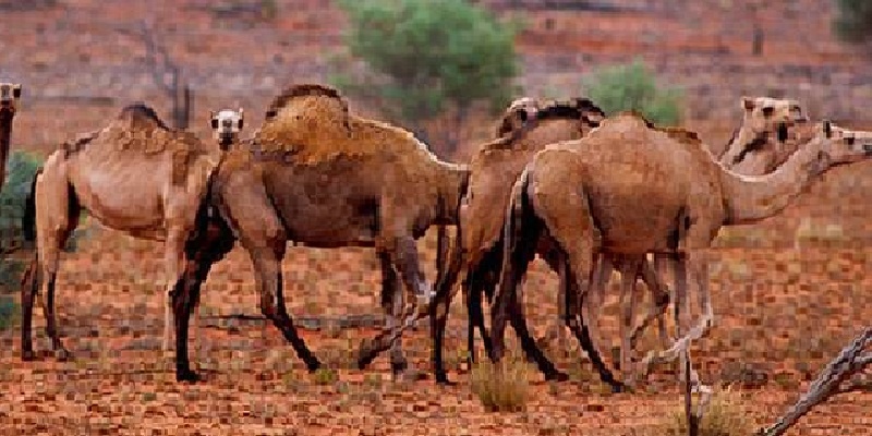 Australia, contra sacrificio de camellos