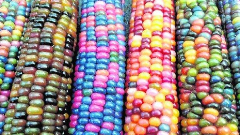 Maíz y milpa, clave para la alimentación