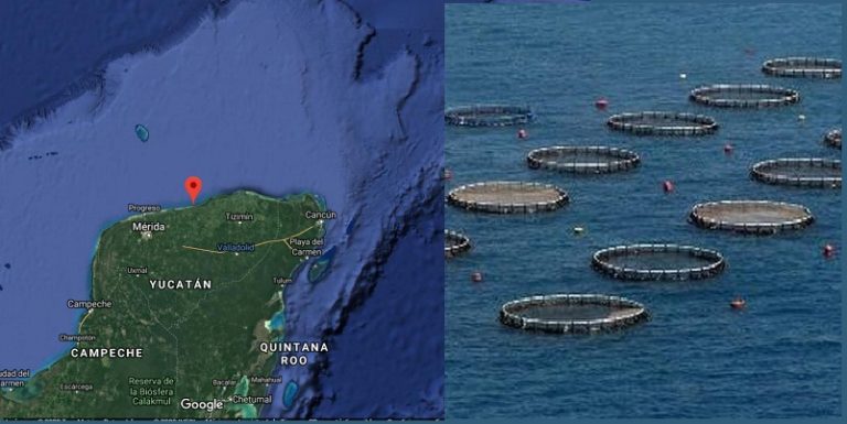 México y China acuerdan impulsar maricultura
