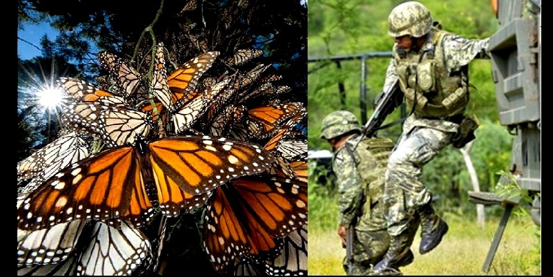 Mariposa monarca protegida por la Ley