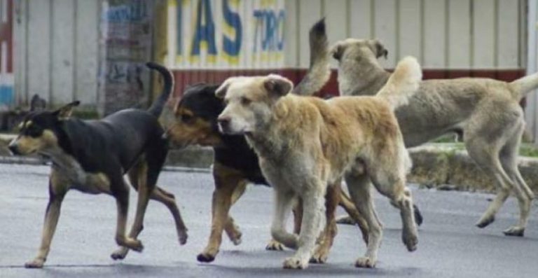 Esterilización canina previene enfermedades en humanos y contaminación