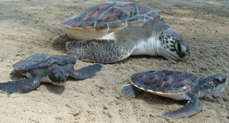 Profepa asegura más de 6 mil huevos de tortuga golfina en Oaxaca