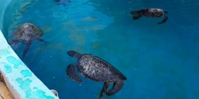 Rescatan a tortugas afectadas por marea roja en Oaxaca