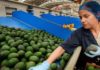 Productores michoacanos exportaron 127 mil toneladas de aguacate a EU