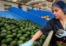 Productores michoacanos exportaron 127 mil toneladas de aguacate a EU
