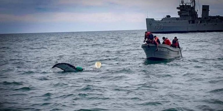 Semar rescata ballena tipo Minke en Baja California