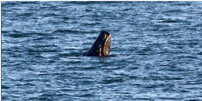 Ballena Derecha, Atlántico Norte