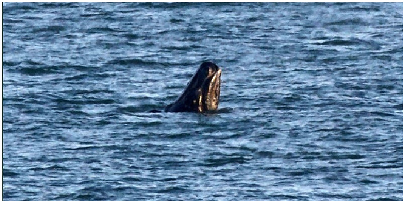 Ballena Derecha, Atlántico Norte