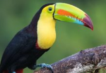 UNAM contribuye al rescate y rehabilitación de tucanes y loros