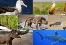 Ingresan 7 a la lista de especies en peligro de extinción Ingresan 7 a la lista de especies en peligro de extinción