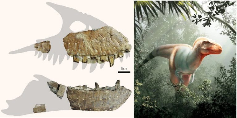 Fósil pariente del Tiranosaurio Rex