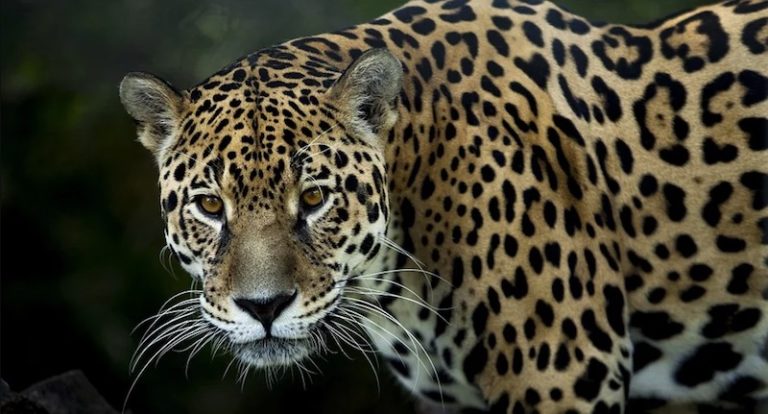 Piden catalogar a jaguar como especie en peligro de extinción