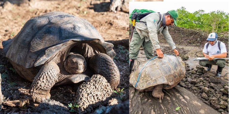 Tortugas gigantes en Galápagos