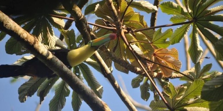 Pareja de tucanes vuelve a su habitat natural en Veracruz