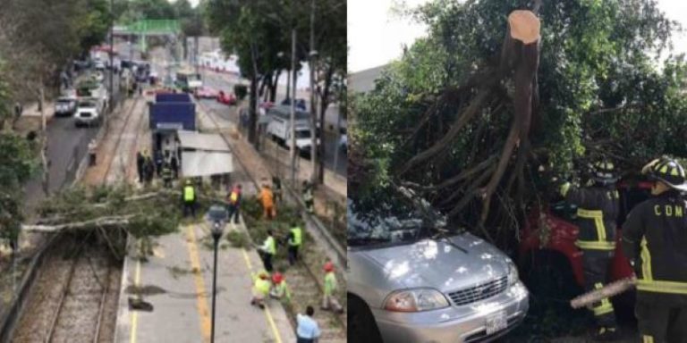 Fuerte viento tira arboles en la CDMX, activan alerta amarilla