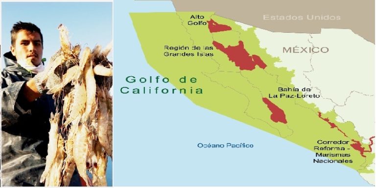 México cuida Alto Golfo de California
