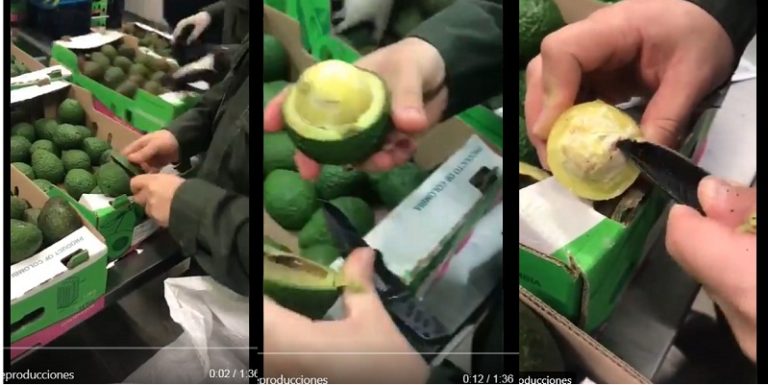 Colombia, enervantes en semilla de aguacate