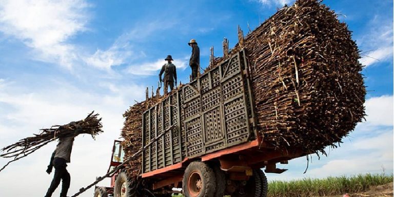Azúcar mexicana de exportación
