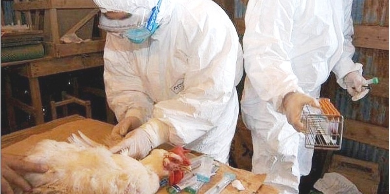 Filipinas, brote de gripe aviar