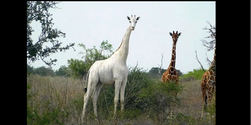 Kenia llora caza de jirafa blanca y su bebé
