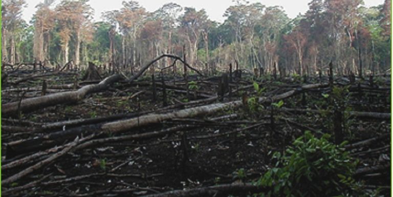 Coronavirus y destrucción del medio ambiente