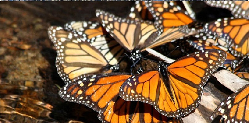 Mariposa monarca en México 2020