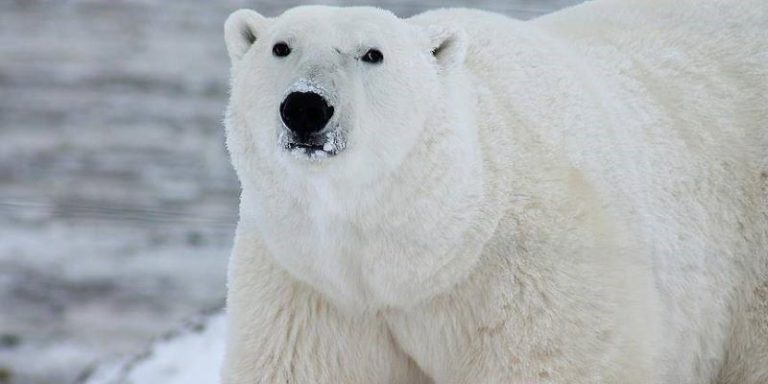 Aumenta canibalismo entre osos polares por calentamiento global