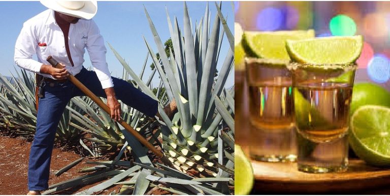Tequila, dia nacional