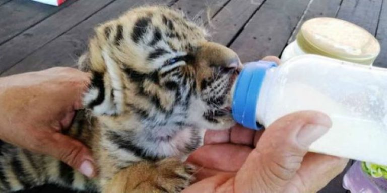 Nombran 'Covid' a tigre recién nacido en zoológico de Veracruz