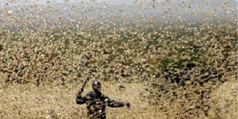 Plaga de langostas en África y Medio Oriente