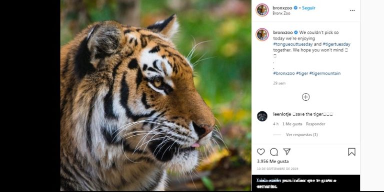 Tigre da positivo para coronavirus