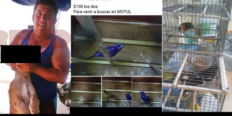 Yucatán, denuncian venta de vida silvestre