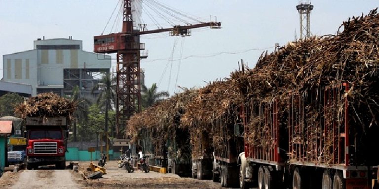 Exportación de caña a EU asegurada