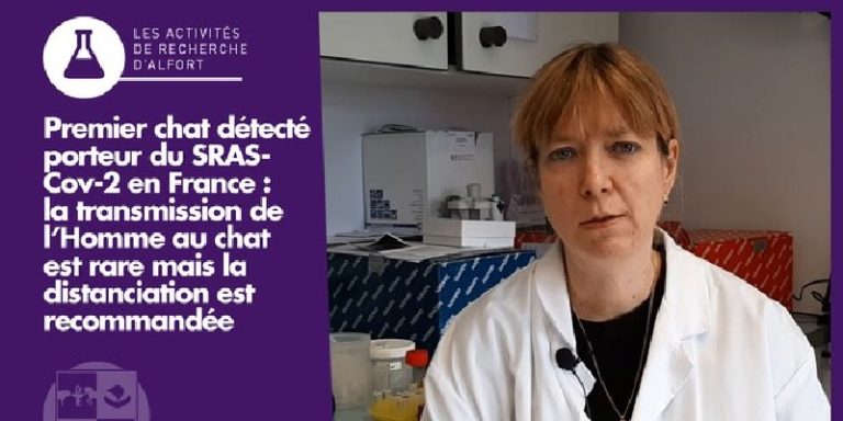 Coronavirus en gatos