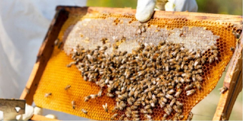 Norma Oficial para garantizar pureza en miel