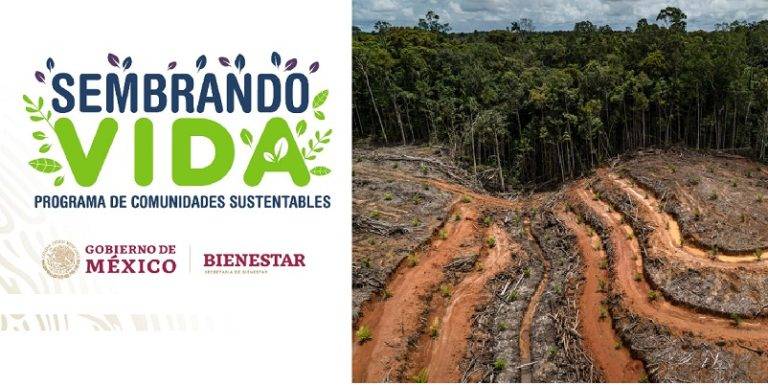 Sembrando vida, recuperar bosques