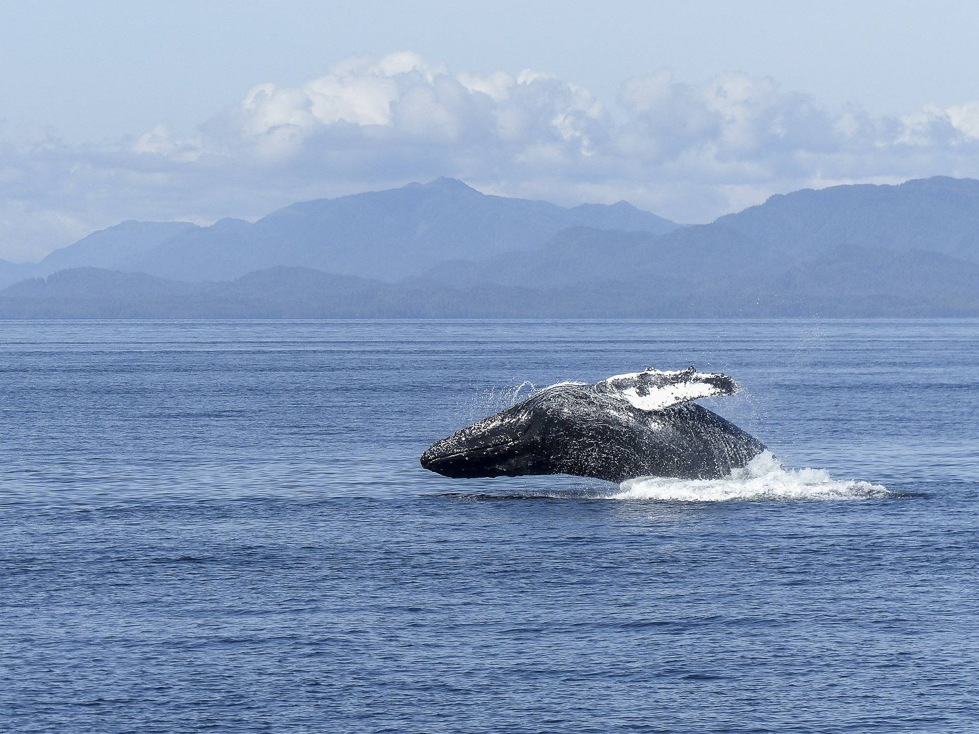 ballena