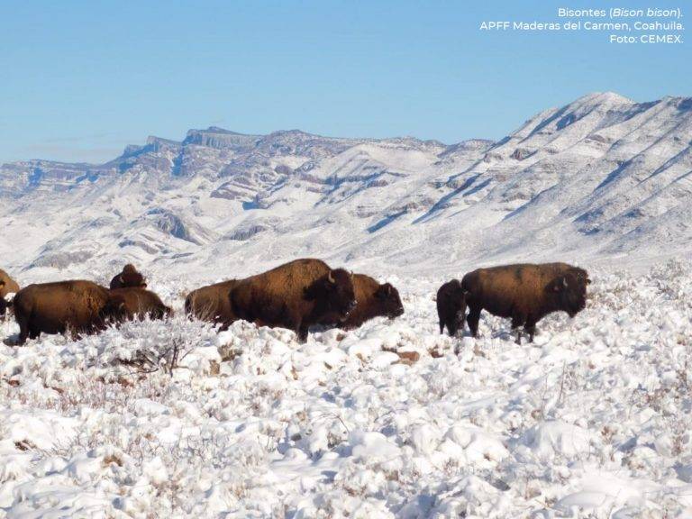 bisontes