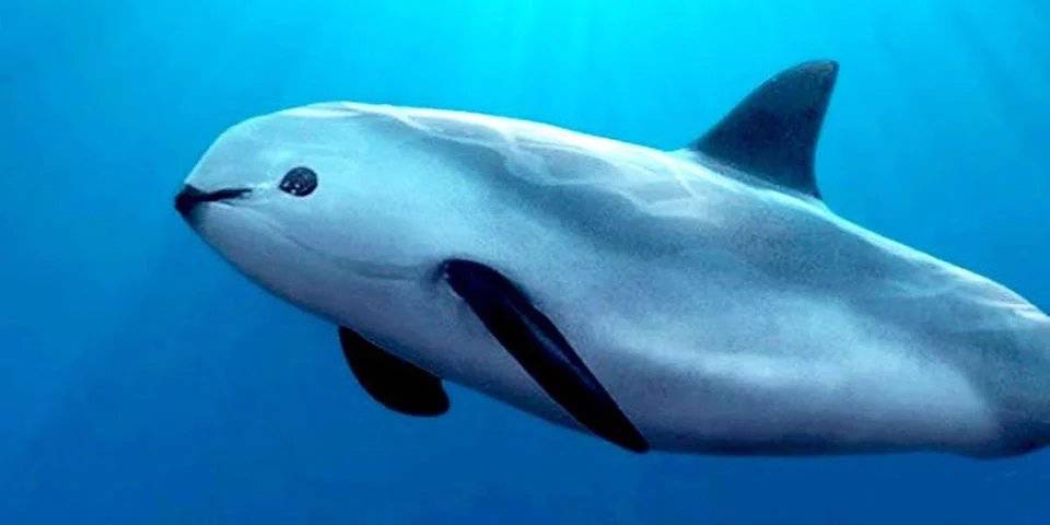 SEMAR anuncia plan para proteger a la vaquita marina