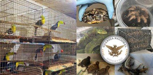 De Iztapalapa a Zoológico de Culiacán; animales decomisados llegan a su nuevo hogar