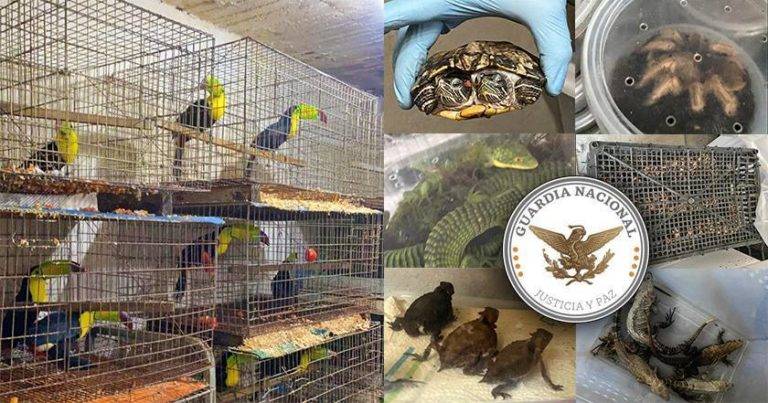 De Iztapalapa a Zoológico de Culiacán; animales decomisados llegan a su nuevo hogar
