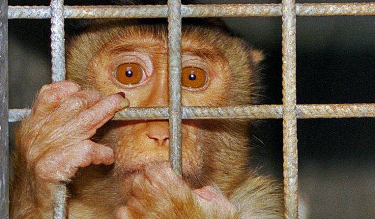Trágica vida y muerte de las mascotas condenadas por la indiferencia